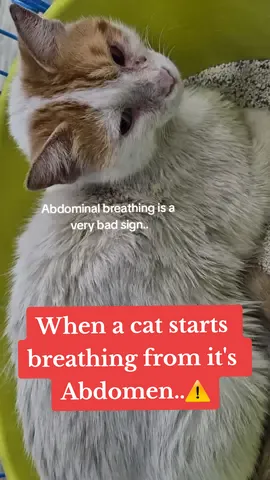 Poor angel fought hard for her kids🥺 #fyp #foryou #rescue #cat #catsoftiktok #catlover #pov #cute #kitten #Love #help #animals #sad #emotional #vet 