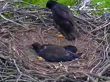 You would never have imagined that a deer would end up on the sea eagle's dining table. #Birds #eagles #nest #wildlife #nature #FYP #FantasticBeastsln 