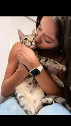 im obsessed i’ll admit #CapCut #catsoftiktok #fyp 