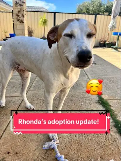 A little update from Rhonda, one of our long term residents! We are so happy that she’s doing so well in her new home. 🥰🐶🐾 #rspca #happy #fyp #animalshelter #adoptionupdate #dogtok #dog #dogsoftiktok #dogs 