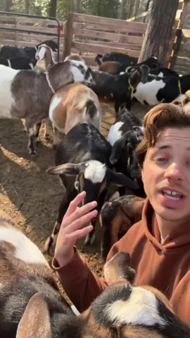 Less than 24 hours before baby goats are born! #fyp #viral #babygoats #goatfarm #goatdairy 
