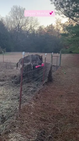 Thanks so much Camille & Barrett from Kansas! The giant pink chicken was a hit with Donkey! 🫏🥰💕#donkey #happy #PetsOfTikTok #animalsfunny #joy #crazyanimals #pettricks #screamingchickentoy 