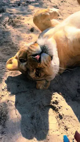 Sassy Binta girl 😂❤️ #NOTpets #lion #lions #lioness #cute #funny #lol #toebeans #meanbeans #bigcat #bigcats #cat #cats #animal #animals #fl #florida #fyp 