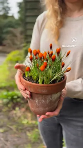 Little pot of gold!✨  Our Crocus ‘Orange Monarch’ are flowering now. It’s nice to see this colour at this time of year, it really brightens up a grey day and absolutely glows on a sunny day! 🤩 #crocus #crocuses #crocusorangemonarch #orangeflowers #plantpot #plantsforpots #containergarden #containergardens #patiopot #patioplants #springflowers #springcrocuses #smallgardens #plantsforsmallgardens #patiogarden #terracegarden #balconygarden #tinygarden #orange #DIY #flowertok #flowerkiss 