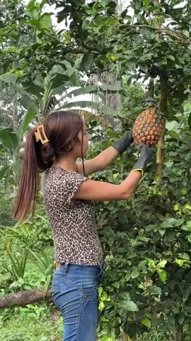 Let’s talk about piñas🍍 #fyp 