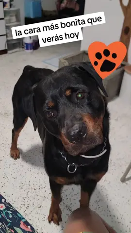 Ea que es hermoso 🖤#perros_tiktokers #perros_tiktokers #Vader #momofdogs #peligroso #Vader #rottweilersoftiktok #doglife #rottie #follaw_me #perrihijos 