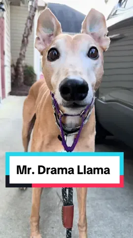 He IS the drama 👑 #funnyvideos #funnypetvideos #mastermindsmovie #zachgalifianakis #kristenwig #fyp #dogsoftiktok #dogmomma 