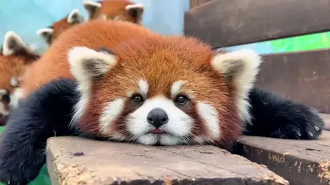 #小熊猫 #China #redpanda #panda 