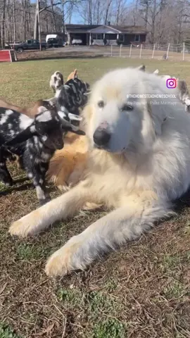 #lgd #livestockguardiandogs #livestockguardian #babygoats #goats #cuteanimals #babygoatsoftiktok #goatlife #homesteading #homesteadtoktok 