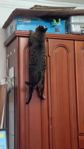 I thought it was easy. #cat #funny #funnyvideos #cute #fyp 