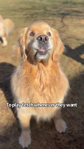 They've trained us well 😃 #goldenretrievers #trained 