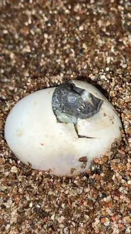 Cute Turtle🐢#diamondbackterrapin #terrapin #turtle #turtles #reptile #reptiles #animals #cuteanimals #fyp