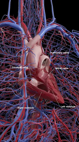 💖✨ Let's take a heart tour! Our Unity 3D animation brings the ventricles, valves, and thoracic circulatory system to life! Perfect for quick learning and anatomy enthusiasts. #HeartAnimation  #Unity3D  #LearnAnatomy  #TikTokEducation  #3d  #science  #meded  #madewithunity  #heart  #cardiology  #anatomy  #med  #medical  #health