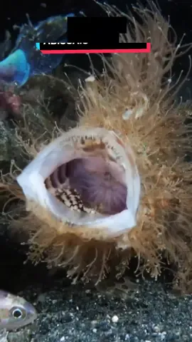 Criaturas Abissais #animals #nature #aprendanotiktok #top10 #bichos #animaisnotiktok #curiosidades #life #wildlife #sea #northsea 