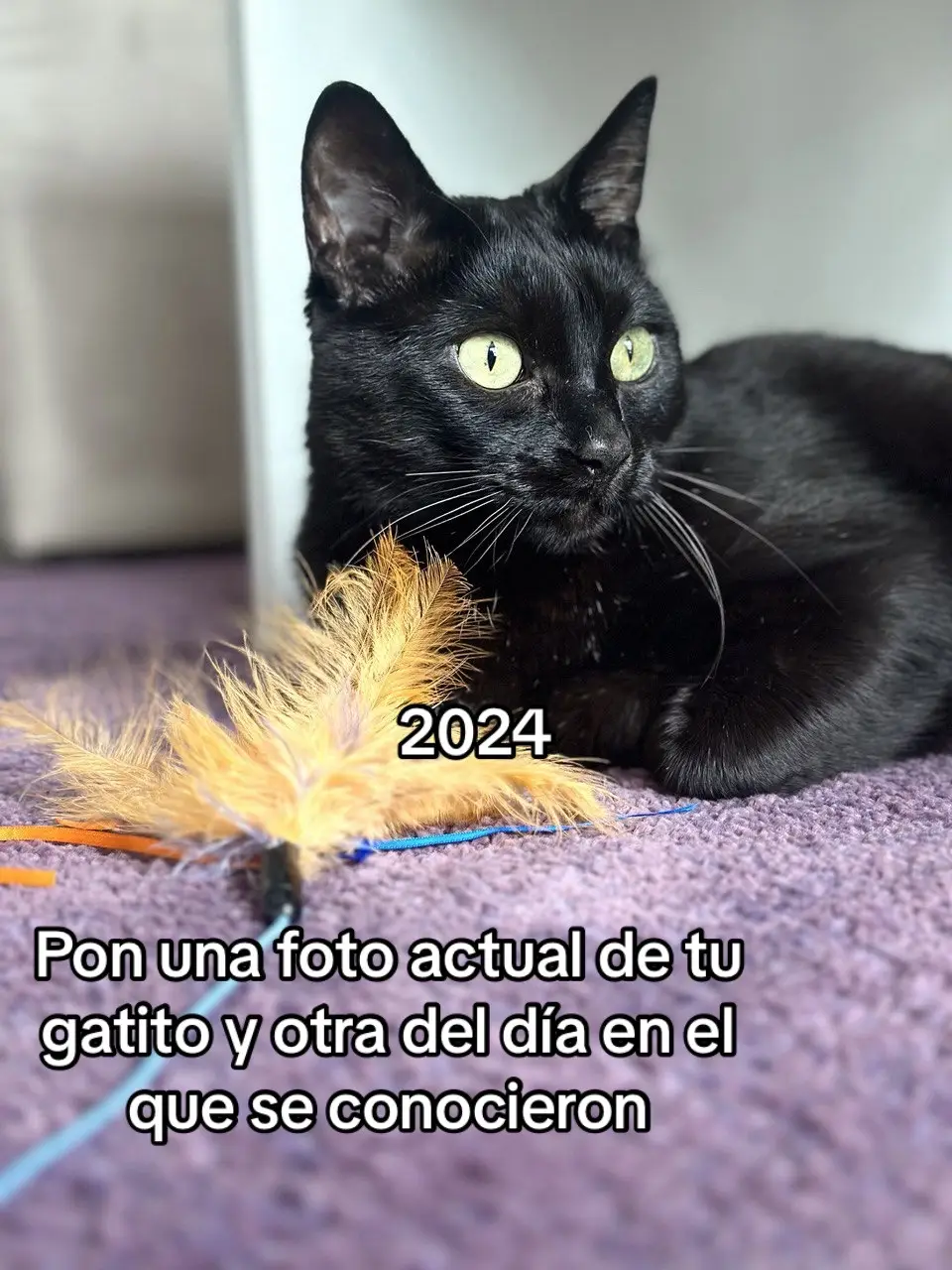 Que bonito y que chiquitito que era cuando lo encontramos! 🥰 #cat #catsoftiktok #cats #catlover 