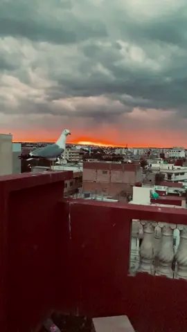 #CapCut #flypシ #🇩🇿🇲🇦🇹🇳 
