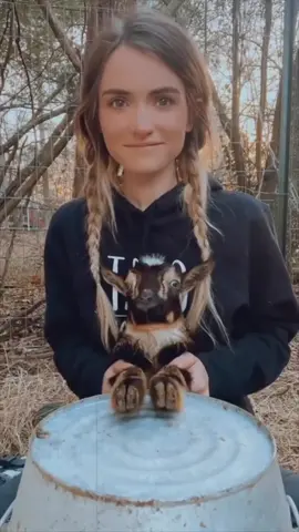 #onthisday One year ago today, I had a drum-off with a baby goat 🐴  @The Donnolly Farm  #drumming #drums #bucketdrumming 