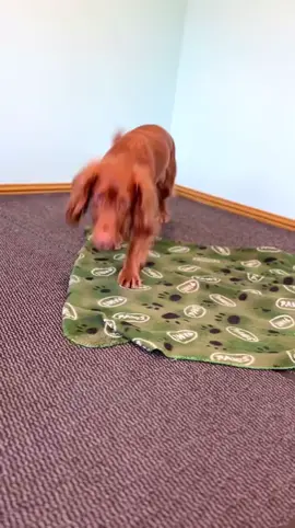 Dog wraps itself in a Blanket #dog #wrap #itself #blanket #Love #gift #redsetter #happy #fyp #fy