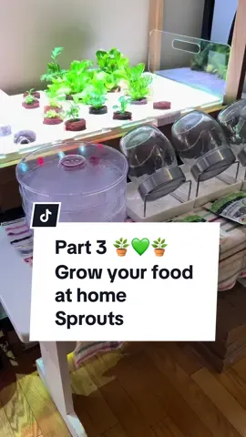Part 3️⃣🌱💚🌱 #growyourownfood #sprouts #indoorgardening #indoorgarden For more sprouts content: @Louise 🍉 KitchenTikToking  @Louise 🍉 KitchenTikToking 