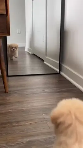 Puppy in the mirror afraid of his reflection . . . #puppy #mirror #reflection #scared #fyp #fy