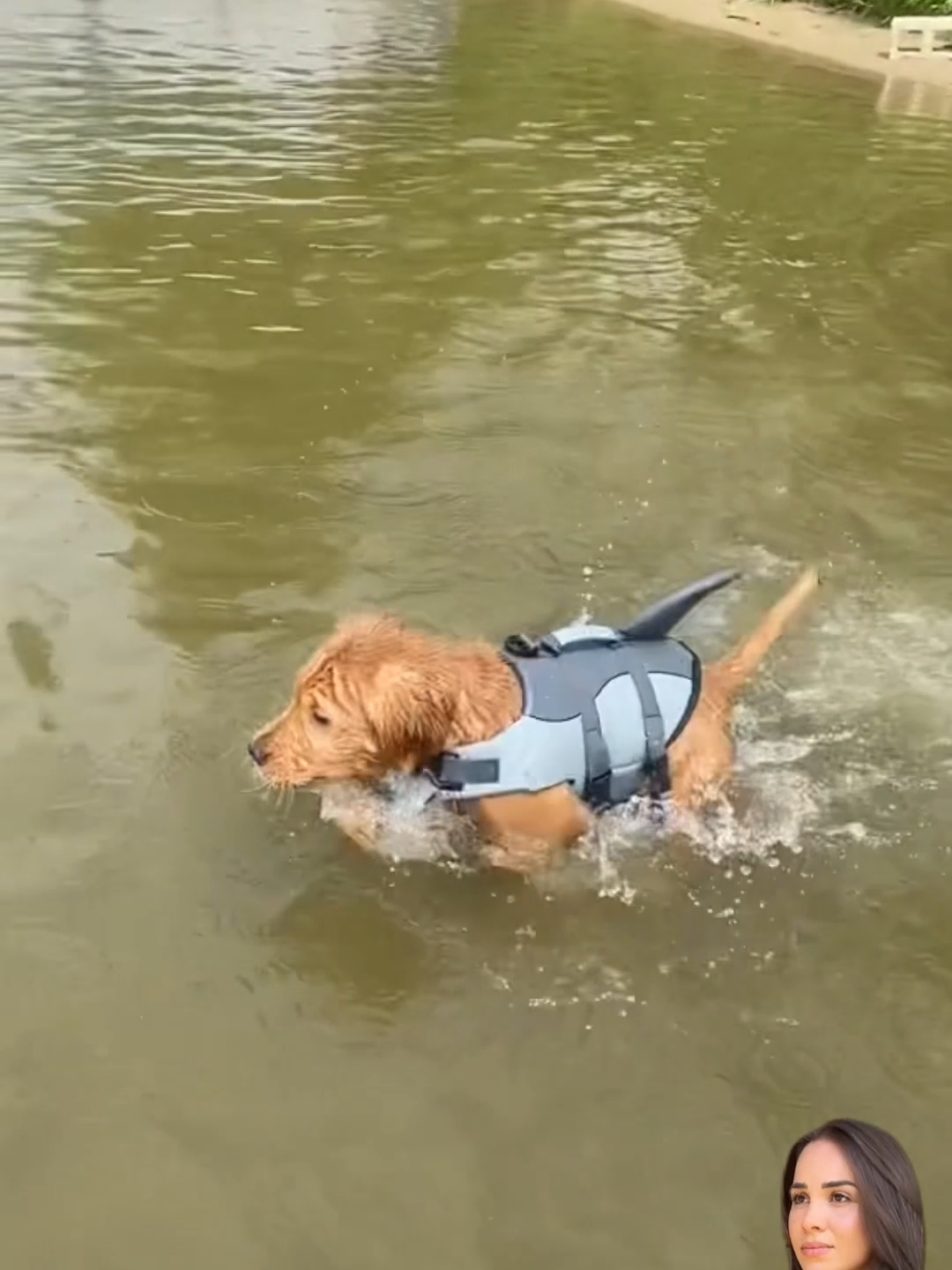 Shark Life vest (PRODUCT LINK IN MY BIO #75 )
