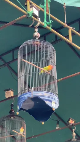 Betina single fighter prestasi jalan lapangan, yuk digasken yg nyari amunisi buat ngabuburit😁  #lovebird #lovebirdmentil #lovebirdngeslup #lovebirdmania #kopdarkonslet #kopdarfighter #lovebirdngekekpanjang #fypシ゚viral #fyp #lovebirdmaniaindonesia 