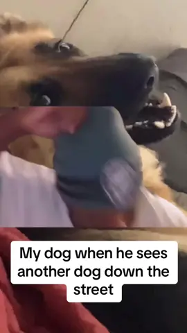 #Meme #MemeCut #germanshepherd #dogsoftiktok #dog #fyp 