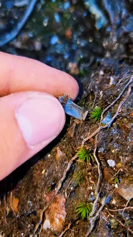 More Blue Kyanite Crystals found in  MA⛏️💎 . . . . . . . . . . . . . . . . . . . . . . #reels #reelsfb #fb #instagram  #crystals #kyanite #nature #mining #rocks #thefinders #crystalhunt #fyp #awesome #epic #rockhound #crystalhunter #thefinders #amazing #beautiful #geology #Massachusetts #foryou  #entertaining #foryoupage #quartz #crystalhunt #Outdoors #gemstones 