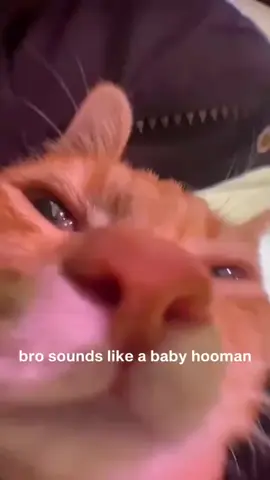 Cat or baby #cat #memes 