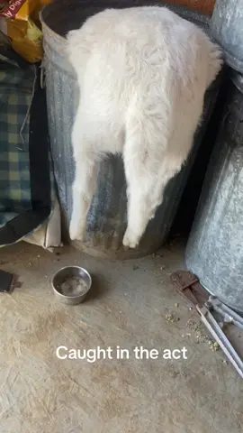 Oldie but goodie. Goung theough some old media i found this gem from last year! This little ram i raised had gotten into tbe feed farm and thrown himself into a feed bin. Then proceeded to get stuck and caught red-handed #farmlife 