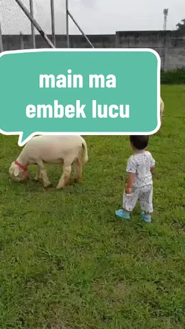 nungguin mama yang lagi belajar hamham main dilapangan sekolah, ketemu embek lucu.. #explorehamham #main #jalan #stimulasianak 