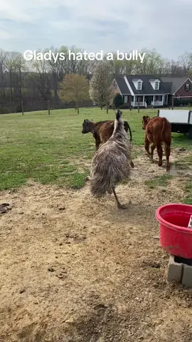 The content I know my friends have wanted! Gladys was our disabled emu. She passed very unexpectedly about a year ago, and she was beloved by everyone. We miss her everyday! Ill be sharing some old clips of her. Here she is chasing this calf because he was bullying another calf! #emu #farmlife 