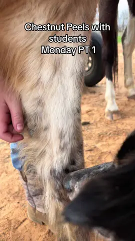 Catchin my students peeling as a part of “grooming” 😂 #horselife #horses #farmkidswillunderstand #farmkids #horselife #horses #fyp #students #chestnutqueen #clydiethedog #ceoofpeeling 