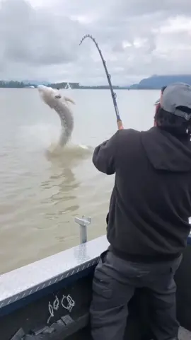 ‘Here’s one from a few summers ago! This fish tore it up! Our buddy Tim from @lippersjigco was as surprised as me when the fish decided to buck this close to the boat!’ - @mainlanderssportfishing  Now booking for 2024!  Name: Brandon Wootton AKA @mainlanderssportfishing  From: Fraser river, Chilliwack, B.C 🇨🇦 About: Professional guide & owner of (Mainlanders Sportfishing™️) |Experience of a lifetime|A lifetime of experience| Check him out at: www.mainlanders.ca   Aclassic!!   #fishing #fish #fishinglife #catchandrelease #fisherman #sportsfishing #fishingislife #angler #pesca #fisherman #fishingtrip #fishingaddict #bigfish #saltwaterfishing  #angling #fishingdaily #shimano #fishon #angeln #sea #sturgeon #canada