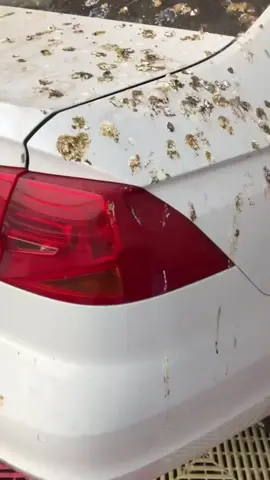 Washing the car had a lot of bird droppings on it, I've never washed a car like this #wash #washing #washingcar 