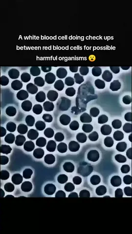soldier of our body 🦠🔫 #whitebloodcell #redbloodcell #protector #soldier #humanbody #amazingvideo #science #trending #foryoupage 