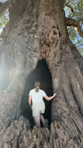 Climb inside an African Baobab tree with me 🤩🌳!!  #tree #nature #tanzania #safari 