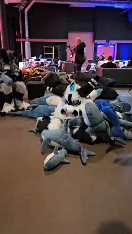 Duch Angel Dagon  who love blue sharks from  ikea🐎🐉🦈 #nordicfuzzcon2024 #nfc24 #shark #ikea #duchangeldragon  video by Gammyboi