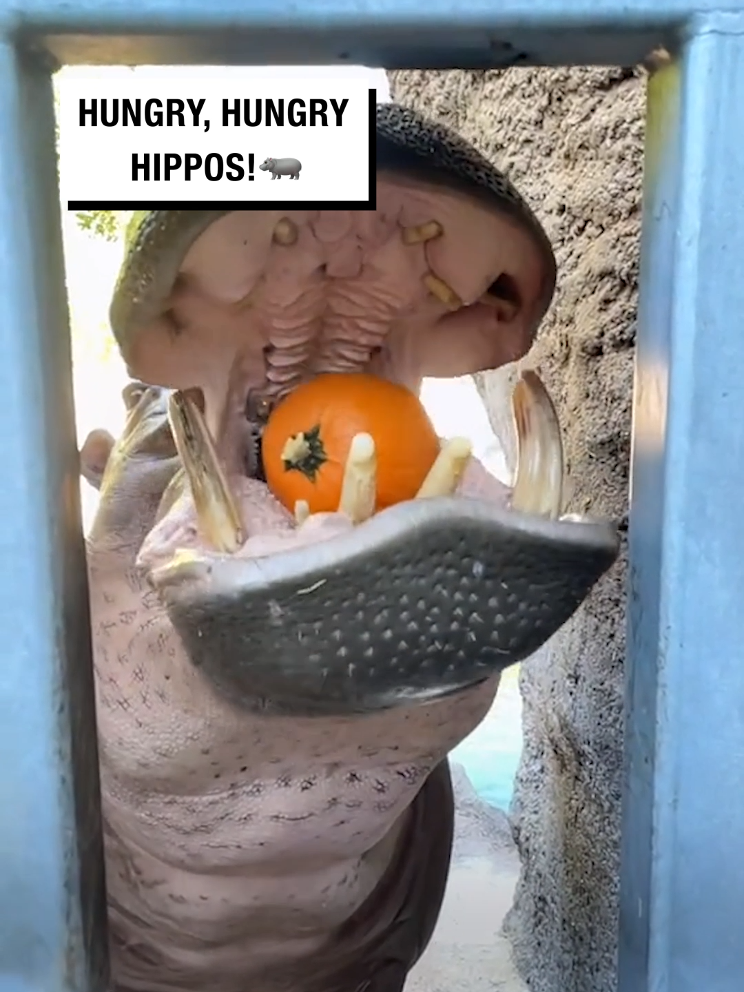 These are some very hungry hippos! 🦛 🎥 @sanantoniozoo  #UNILAD #fyp #foryou #foryoupage #hippo #hippopotamus #zoo #animal #animalsoftiktok #animals