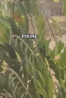 #CapCut #senegalaise_tik_tok🇸🇳pourtoichallenge #tiktokdakarsenegal🇸🇳🇸🇳🇸🇳🥰🥰🥰 #😂😂😂😂😂😂😂😂😂😂😂😂😂😂😂 #𝗣𝗜𝗞𝗜𝗡𝗘#𝗣𝗜𝗞𝗜𝗡𝗘#pikine_rék_euppna_dollé_dore_kéne #PIKINE #pikines 