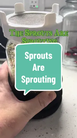 #CapCut This kit makes it so much easier. Your chickens will thank you! They are good in your salads as well. #allovesprouting #fyp #foryoupage #growingsproutsindoors 
