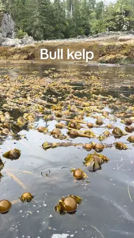 Save the kelp!! 🌿🤓 #kelp #restoration #kelprestoration #bullkelp #seastar #marinebiology #conservation #marinebiologist 