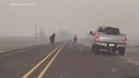 Horses Run Alongside Motorists Fleeing Texas Wildfires Horses were seen running alongside cars on a highway in Wheeler, Texas, on February 27, as out-of-control fires in the Texas Panhandle prompted evacuation calls in a number of areas. Posting the footage online, Chad Casey wrote: “Everything just trying to escape the fires.” Gov Greg Abbott issued disaster declarations for 60 counties as the fires spread. According to latest information from the Texas A&M Forest Service, the largest of them, the Smokehouse Creek Fire in Hutchinson County, had scorched 300,000 acres of land by the early hours of Wednesday. #news #fyp #texaswildfires #horsesoftiktok