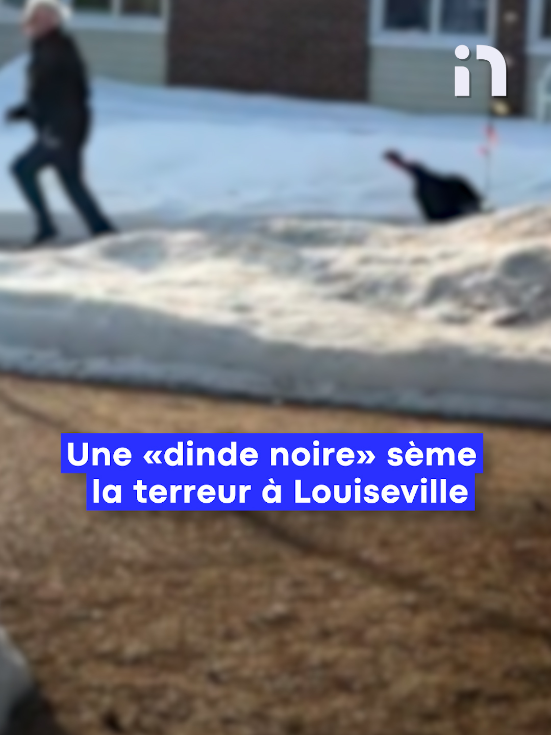 Après la dinde noire de Gatineau, la dinde noire de Louiseville. Elle aurait fait peur à un citoyen en Mauricie. Le maire, Yvon Deshaies, a indiqué à Noovo Info avoir été contacté par le voisin de ce citoyen mardi pour régler la situation.