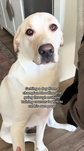 He’s something else 😂 #dog #dogsoftiktok #dogtok #dogs #doglover #puppy #puppytiktok #puppylove #puppylife #PetsOfTikTok #petlover #labrador #labradorretriever #labsoftiktok 