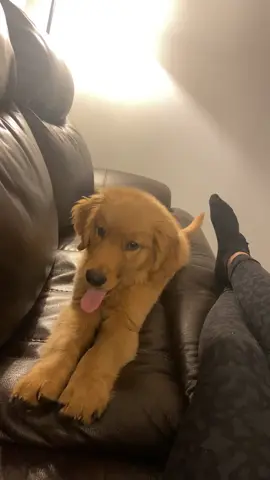 puppy yawn #goldenretriever #dogsoftiktok #puppy 