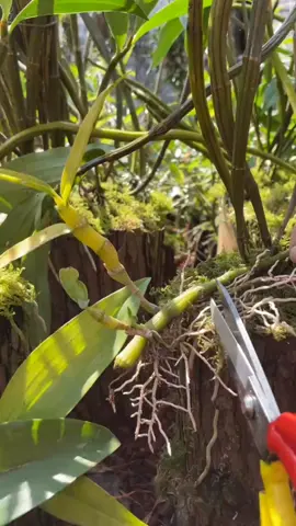 orquídeas 🥰