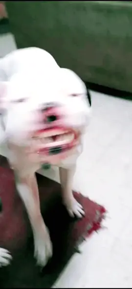 #viral #triggersings #petlove 