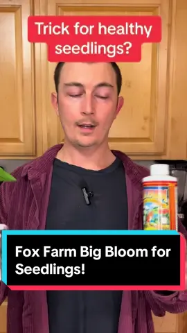 New to gardening or want a new recommendation for a solid organic fertilizer? I use Fox Farm Big Bloom and it’s been my go to for years. I can’t recommend it enough!                 #jtxreviews #tiktokshopfinds #gardening #seedstarting #gardeninghacks #tiktokaffiliate #beginnergardener #homesteading #vegetablegarden #spring #gardenergiftideas #gardenersoftiktok #organicgardening #indoorgardensetup 