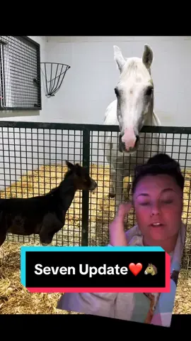 Baby Seven Update❤️🐴 #micropreemie #preemiefoal #foalsof2024 #foalsoftiktok #foalingseason2024 #foalingseason #mareandfoal #miraclebaby 